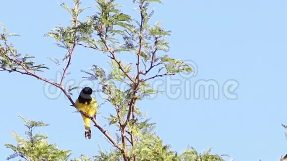 雄性苏格兰黄鹂鸟在树上视频的预览图