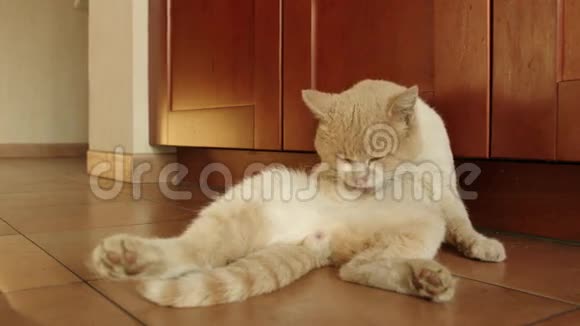 家猫洗自己视频的预览图