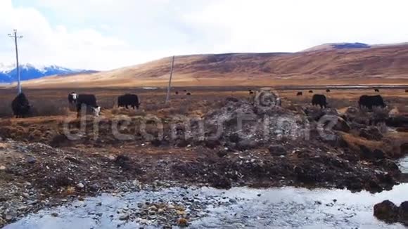 野外放牧的牦牛群的景象视频的预览图