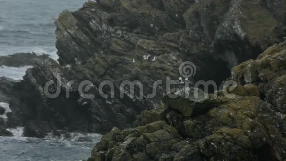 沿海岩石上的海鸥夫妇视频的预览图