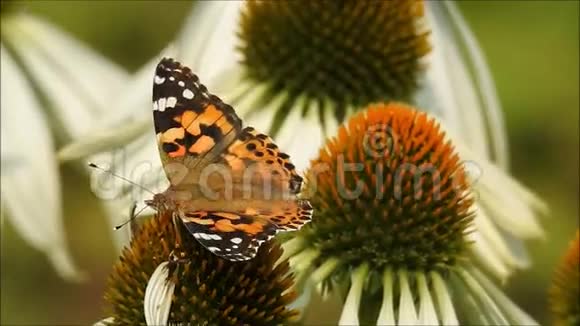 蝴蝶在一朵花上视频的预览图