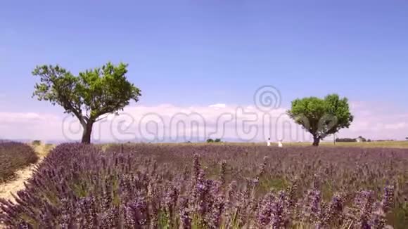 法国普罗旺斯盛开的薰衣草花田慢动作剪辑视频的预览图