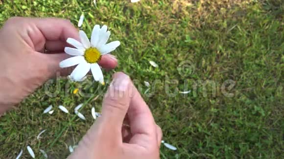 少女手神未来的雏菊花瓣上的草地背景4K视频的预览图