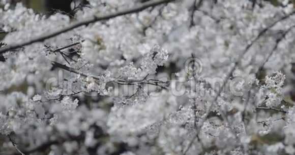2018樱花峰上的樱花视频的预览图