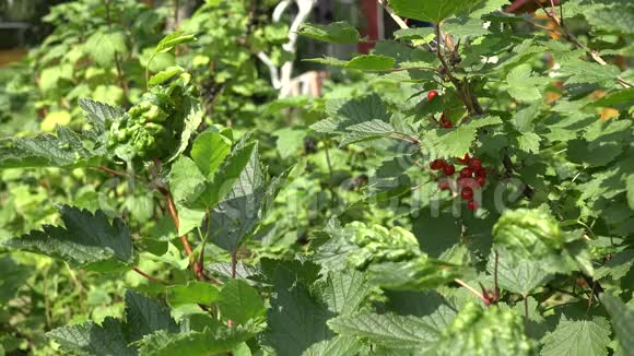 夏季花园灌木丛中的红黑醋栗4K视频的预览图