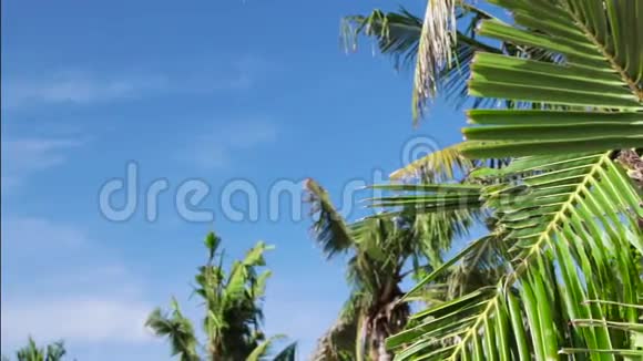 热带海岛度假田园背景阳光灿烂的棕榈树蓝天宁静的夏日场景巴厘视频的预览图