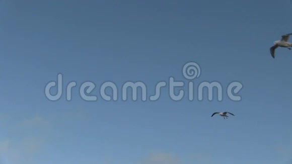 海鸥在蓝天中飞翔向外飞翔视频的预览图