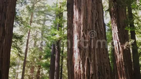 穆伊林的沿海红杉树视频的预览图