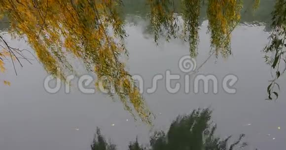 柳树的树枝挂在河的上方视频的预览图