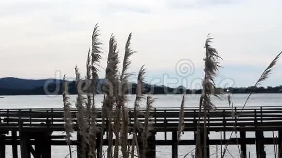 蓬帕草风吹在码头和海湾前面视频的预览图