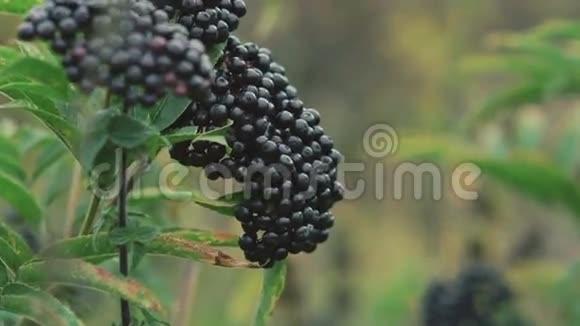 森林中的野生黑莓树视频的预览图