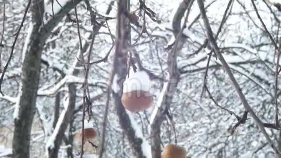 冬园苹果树枝果盖有雪挂视频的预览图