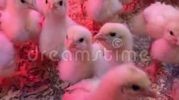 小鸡农场孵化器或鸡舍中的小鸡农业产业小妞视频的预览图