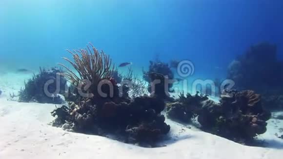 白色沙底的珊瑚丛视频的预览图