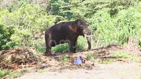 象在自然环境附近的牙齿庙在坎迪坎迪是斯里兰卡的主要城市仅次于视频的预览图