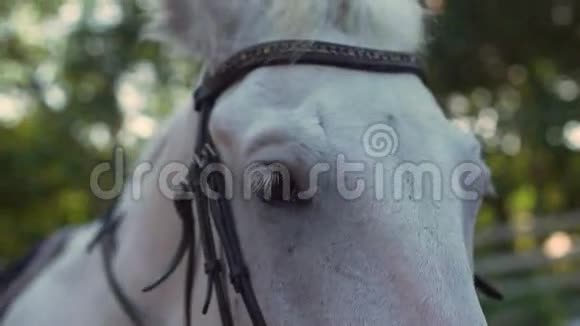 白马带白带骑手在上面戴上缰绳视频的预览图