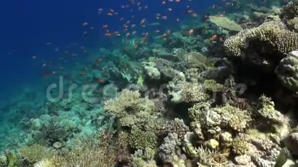 红海美丽泻湖背景上鲜橙色鱼的流派视频的预览图