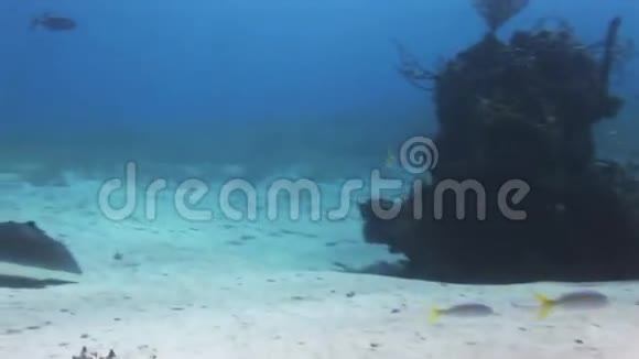 沙底漂浮的黄貂鱼视频的预览图