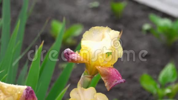 潮湿的黄色紫色虹膜在雨中视频的预览图