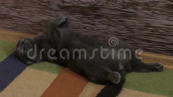 英国猫躺在沙发上睡觉视频的预览图