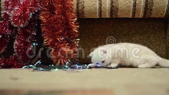 一只小猫在玩圣诞灯和蛋糕视频的预览图