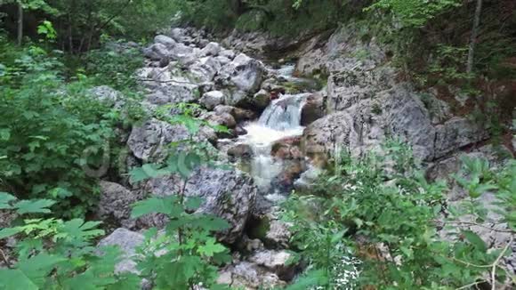 4K野河流淌在阿尔卑斯山脉洁净的碧水和绿林之中特里格拉夫国家公园朱利安阿尔卑斯山博欣吉山谷视频的预览图