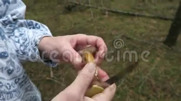 一个女人在一片松树林里采蘑菇切割和清洗蘑菇视频的预览图