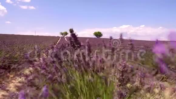 法国普罗旺斯盛开的薰衣草花田慢动作剪辑视频的预览图