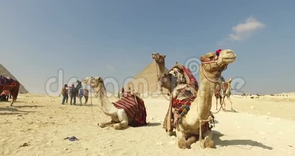 在吉萨大金字塔前出租的骆驼视频的预览图