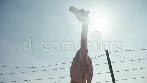 沙漠动物骆驼用于阿联酋的围栏反刍动物视频的预览图