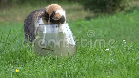 小猫试图在户外草地上的玻璃水族馆钓鱼4K视频的预览图