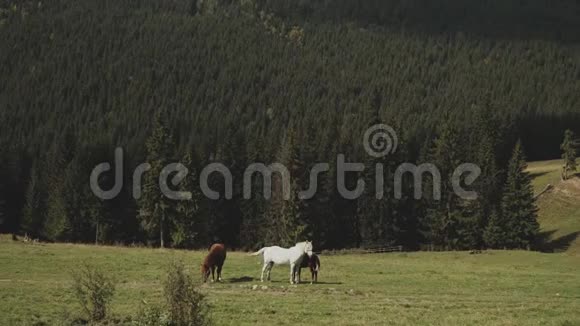 草地上的自由牧马背景上的松林白马和棕马在田里放牧视频的预览图
