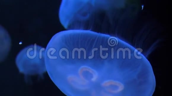 缓慢的水母背景视频的预览图