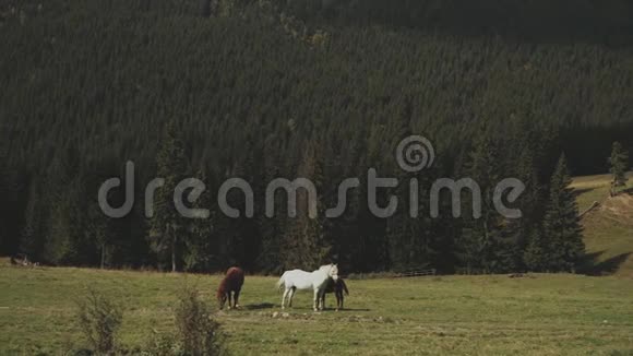 草地上的自由牧马背景上的松林白马和棕马在田里放牧视频的预览图