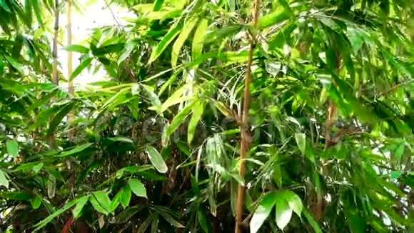 阿拉山竹树林的竹树视频的预览图