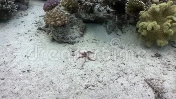 刺红海星古莫菲亚埃及水下视频的预览图