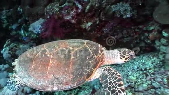 巨大的鹭海龟在纯透明的水中吸收视频的预览图