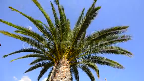 阳光下的棕榈树视频的预览图