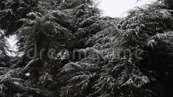 森林公园里下雪冰雪覆盖公园的冬季景观视频的预览图