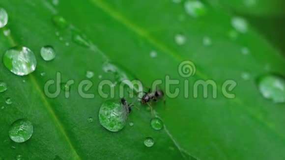 特写蚂蚁和蚜虫视频的预览图