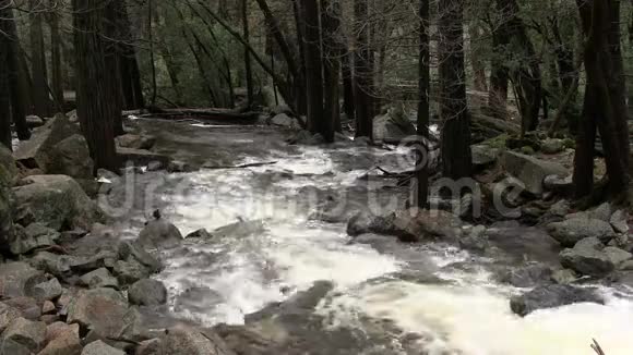 雨水从镜头中流过树木视频的预览图