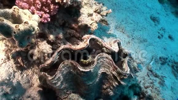 多层TridacnaScuamose巨大在红海中有沉重的地幔视频的预览图