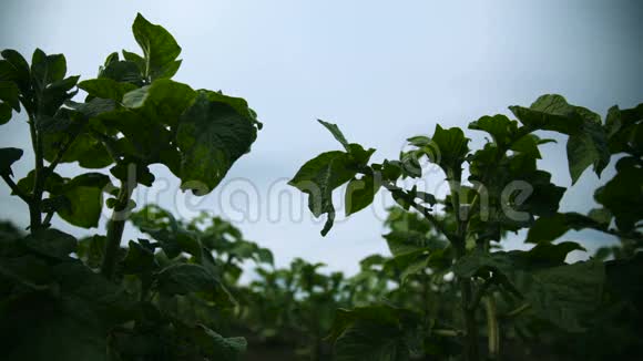 土豆田有绿色的土豆芽年轻的土豆植物视频的预览图