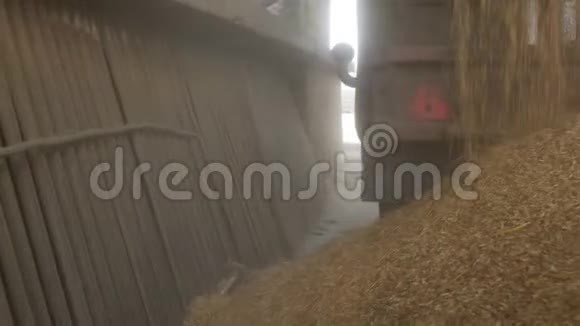 卡车把玉米或小麦倒入电梯里农业视频的预览图