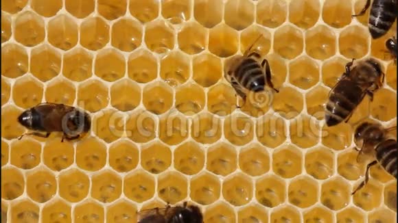 蜜蜂不受攻击视频的预览图