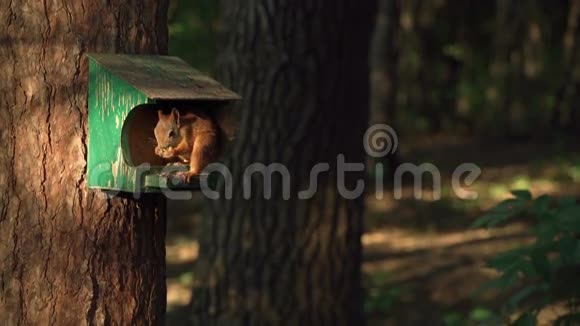 松鼠在森林里喂鸟夜晚轻盈美丽的射击慢动作视频的预览图