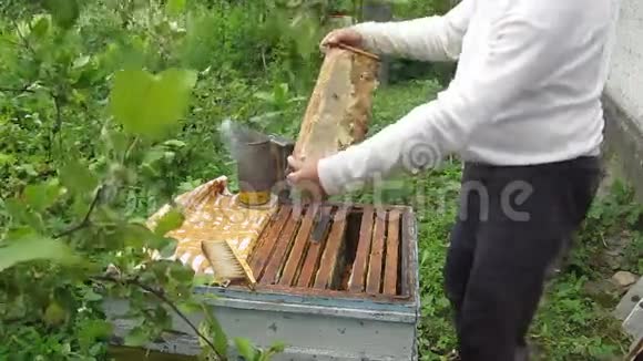 用蜂蜜从蜂巢中提取细胞视频的预览图