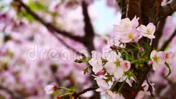 自然视频特写日本樱花在樱花树上是风盛开的春季季节4K或UHD分辨率视频的预览图