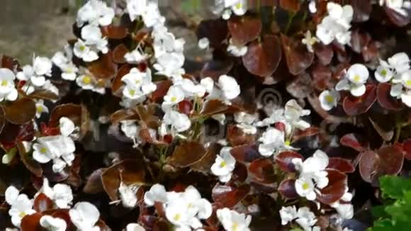 美丽的白色花有棕色的叶子视频的预览图