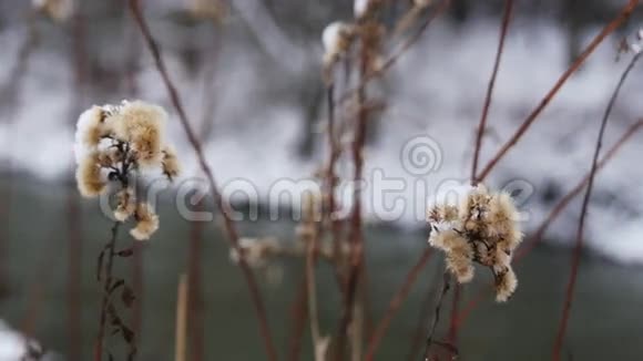 冬天的干燥和冷冻花视频的预览图